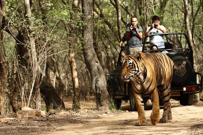 03 Days Private Wildlife Ranthambore Tiger Tour from Jaipur - Key points to know before booking