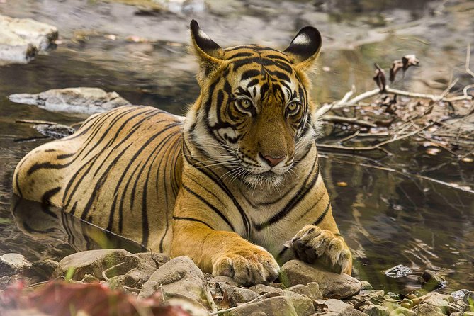 03 Days Private Wildlife Ranthambore Tiger Tour from Jaipur - Why Ranthambore works as a short wildlife trip from Jaipur