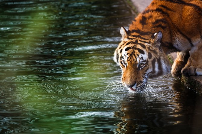 03 Days Private Wildlife Ranthambore Tiger Tour from Jaipur - What to expect if the tiger stays hidden