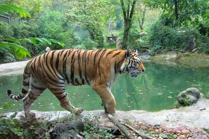 03 Days Private Wildlife Ranthambore Tiger Tour from Jaipur - The private car is valuable, but the safari is shared