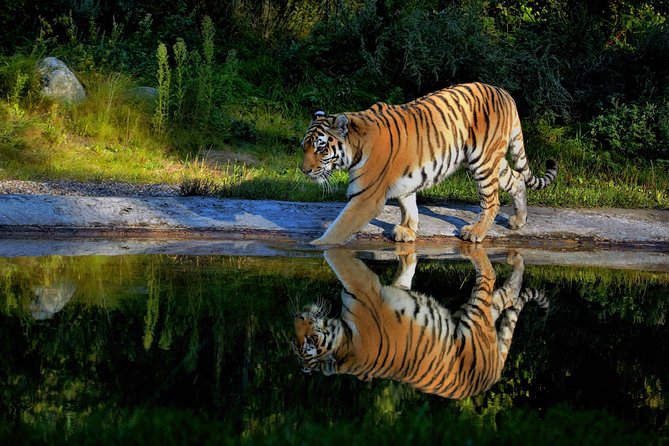 03 Days Private Wildlife Ranthambore Tiger Tour from Jaipur - Day three: the long return to Jaipur