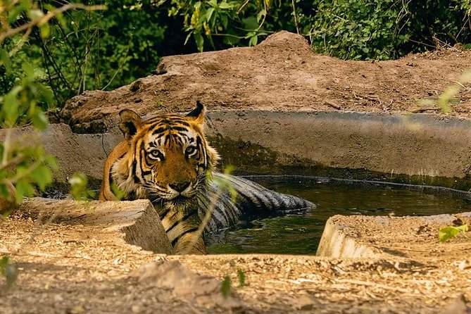 03 Days Private Wildlife Ranthambore Tiger Tour from Jaipur - Accommodation, meals, and what the price really covers
