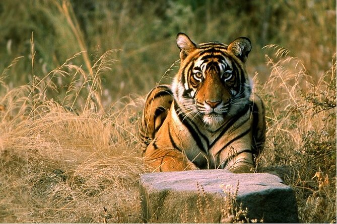 14 Days Golden Triangle with Wildlife Safari & Heritage Rajasthan - What the $835.72 price really covers
