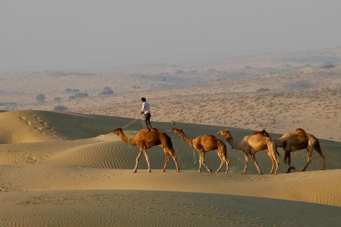 2 Days-1 Night Camel Tour - Key points to know before booking