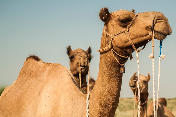2 Days and 1 Night Camel Safari - Sunset, tea, and the first desert meal