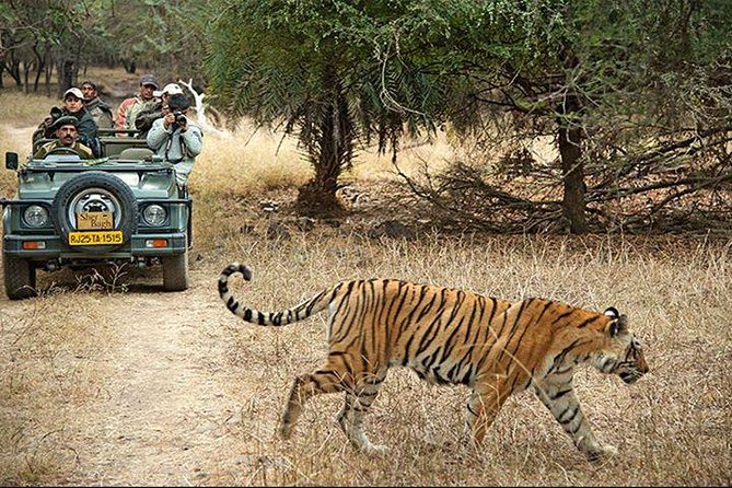 2-Days Private Ranthambhore Tiger Tour from Jaipur - The afternoon safari: your first chance at a tiger