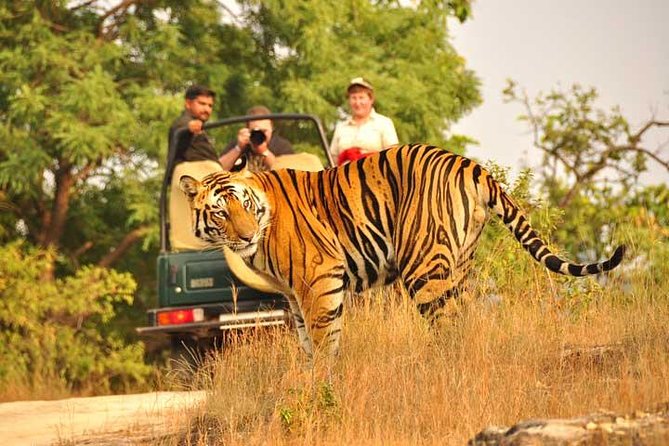 2-Days Private Ranthambhore Tiger Tour from Jaipur - The early morning drive on Day 2