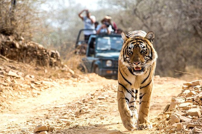 2-Days Private Ranthambhore Tiger Tour from Jaipur - Checking into a four-star jungle resort