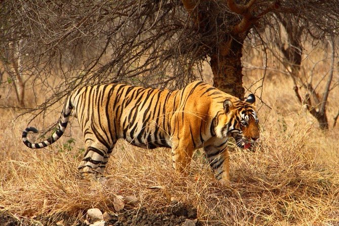 2 Days Ranthambore Tiger Safari with Tickets - Day two inside Ranthambore National Park