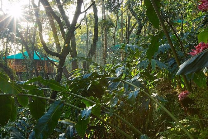 2 Nights Munnar Treehouse Escape with Private Car- Iris Holidays - Day three: back to Kochi and the Chinese Fishing Nets