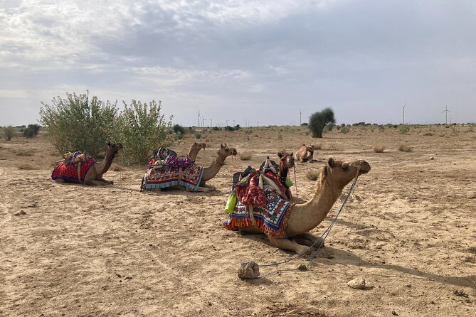 3 Days Tour in Wild Desert Safari - Why this desert trip works for a Jaisalmer visit