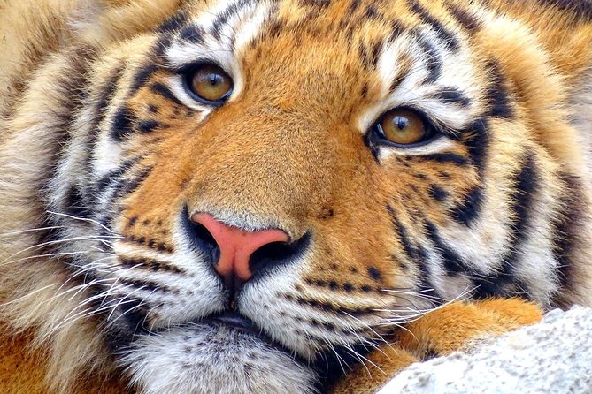 4 Day Golden Triangle with Ranthambore Tiger Safari Tour from Delhi - Jaipur brings palaces, astronomy, and a packed final day