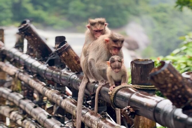 4 Day Kerala Tour Athirappilly Munnar Alleppey - Alleppey turns the pace toward water