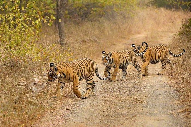 4-Day Ranthambore Tiger Safari Tour to Agra and Jaipur from Delhi - Who should book this fast-paced India circuit
