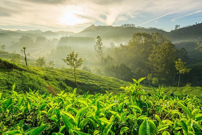 4 Days Best of Kerala Tour with Private Houseboat, Sightseeing & Car - Day 1: From Kochi Airport to Munnar’s tea country