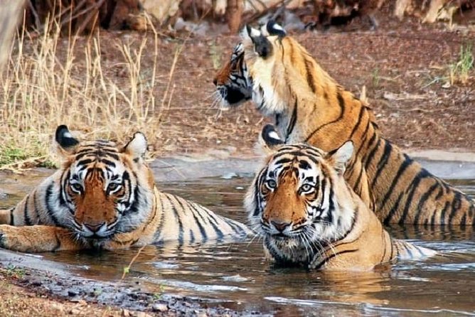 5-Day Private Delhi, Agra and Jaipur with Ranthambhore Tiger Tour From Delhi - Delhi begins with Mughal grandeur