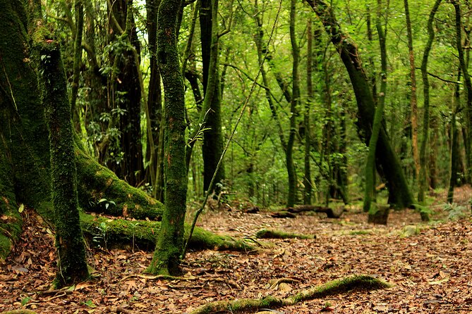 5-Day Private Tour in Meghalaya with Meals and Accommodation - Day 5: Seven Sisters Falls and the Garden of Caves