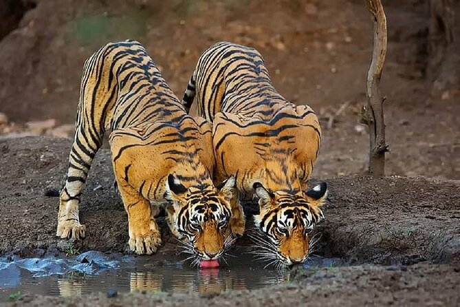 5 Day Private Tour of Tigers, Taj Mahal and Palaces from Cochin - Why this five-day route works for cruise passengers