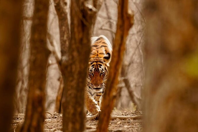 5 Day Private Tour of Tigers, Taj Mahal and Palaces from Cochin - Day three: the Taj Mahal at sunrise and the long run to Ranthambore