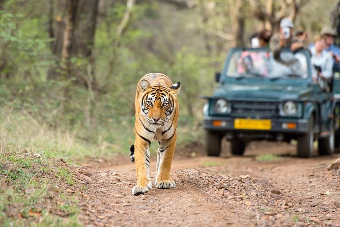 5 Days Golden Triangle Tour with Ranthambore India - Guides, Drivers, and the Private Format