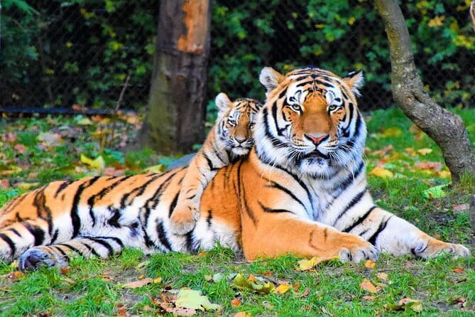 5 Days Golden Triangle With Ranthambore Wildlife - Key points at a glance
