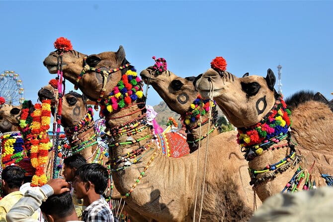 5 Days Golden Triangle With Ranthambore Wildlife - Jaipur’s royal rooms and astronomical instruments