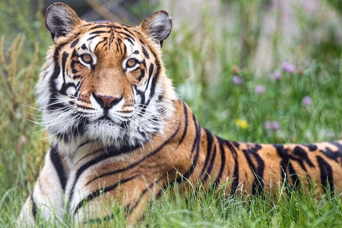 5 Days Golden Triangle With Ranthambore Wildlife - Sikh hospitality and Qutub Minar’s soaring brickwork