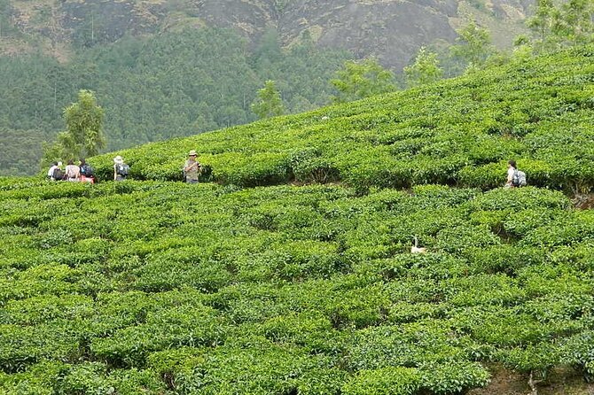 5 Days Kerala Tour with Private Car Houseboat Munnar and Thekkady - Day 4: An overnight houseboat in Alleppey
