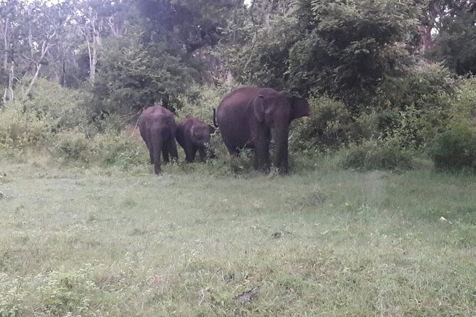 5 Days Private Kerala Tour with Houseboat by Sanguine Holidays - Day 5: Alleppey beach and the final Fort Kochi walk