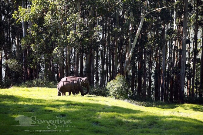 5 Days Private Kerala Tour with Houseboat by Sanguine Holidays - Drivers, guides, and what support you receive