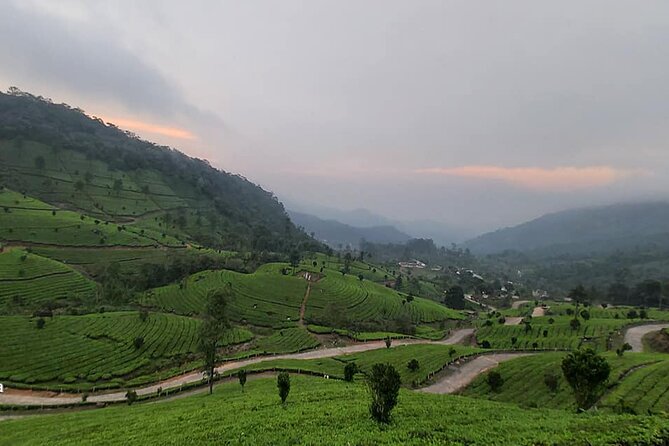5 Days Private Kerala Tour with Houseboat by Sanguine Holidays - Day 2: Munnar’s dams, tea, and mountain wildlife