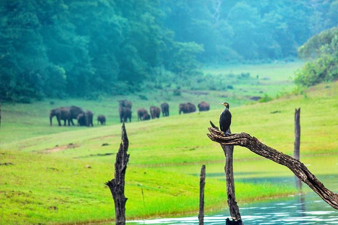 8 Days Kerala Private Tour (3 Star) with Munnar, Houseboat & Cab- Iris Holidays - Why this Kerala route works
