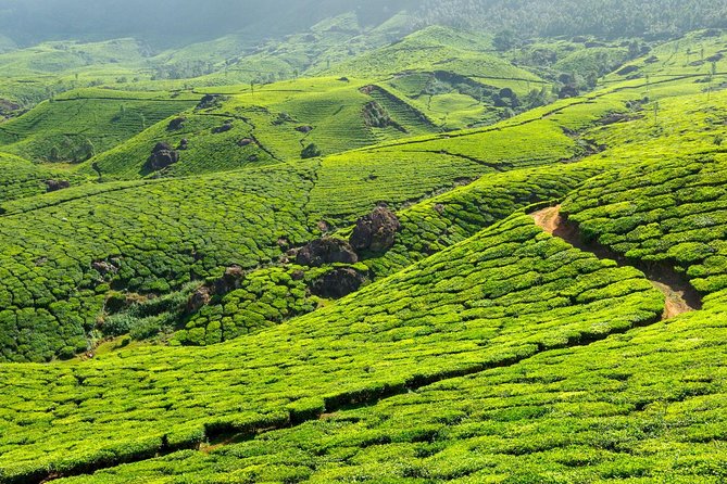 8 Days Kerala Private Tour (3 Star) with Munnar, Houseboat & Cab- Iris Holidays - Day 6: Alleppey to Kovalam and the Arabian Sea