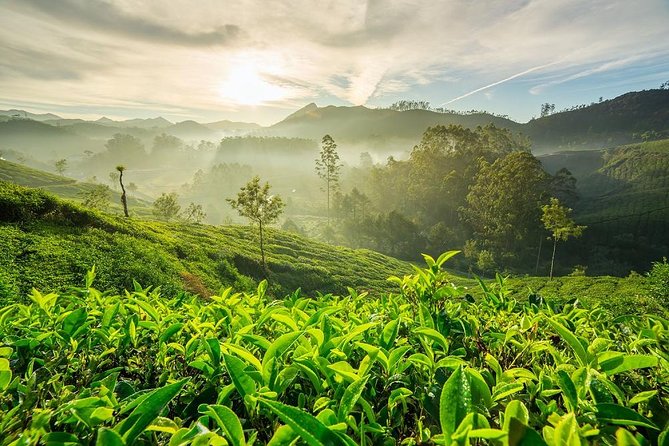9 Days Private Exotic Kerala Tour - Day 4: Thekkady, Periyar, and spices