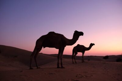 Adventure non touristic camel safari