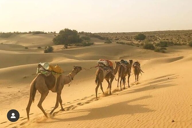 Adventure non touristic camel safari - Sunrise, breakfast, and the morning ride back