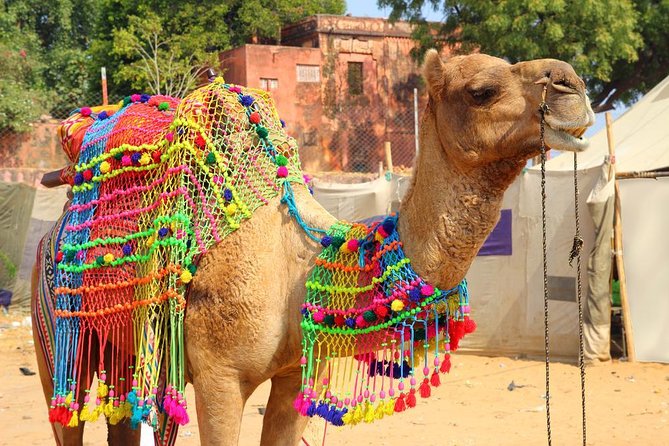 Afternoon Walk Tour with Sunset & Fire Ritual -The Pushkar Route - What makes this Pushkar walk worth considering
