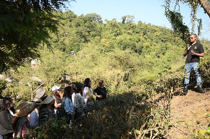 Amchong Tea Estate + Factory Visit (with Hi-tea only) - Tea tasting at the end of the tour