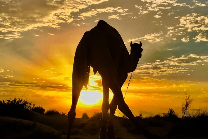 An Overnight Non-touristic Camel Safari (2PM to 11:30 AM Next Day) - Key points to know before you book