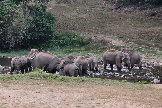 Anakkulam Wild Elephant Visiting(Jeep tour) - Key points to know before you book