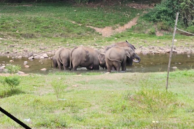 Anakkulam Wild Elephant Visiting(Jeep tour) - Setting out from central Munnar