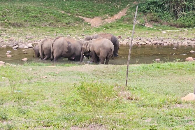 Anakkulam Wild Elephant Visiting(Jeep tour) - Viripara Waterfalls brings a welcome change of pace