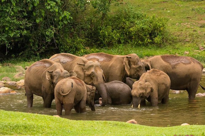 Anakulam Wild Elephant Village life tour ( By Munnar Info) - Quick take on the Anakulam day tour