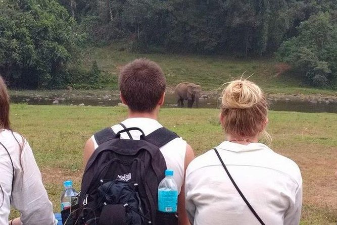 Anakulam Wild Elephant Village life tour ( By Munnar Info) - Tea gardens before the forest roads
