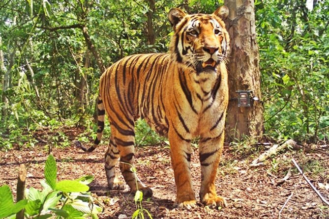 Bandipur Tiger Reserve with Somnathpur Temple Tour - Key points to know before booking