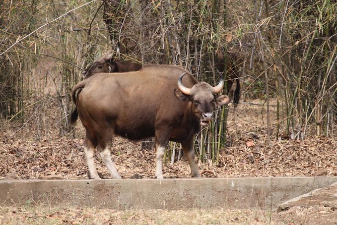 Bandipur Tiger Reserve with Somnathpur Temple Tour - The people this trip suits best
