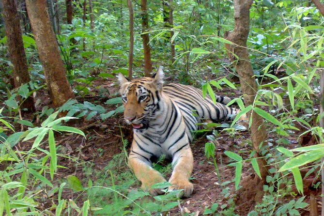 Bandipur Tiger Reserve with Somnathpur Temple Tour - What the resort stay and meals add