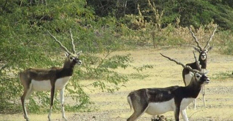 Bishnoi Village Safari Private Half Day Tour - Key points to know before you book