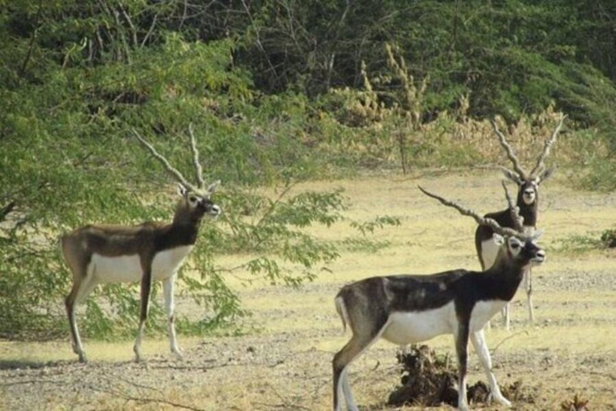 Bishnoi Village Safari Private Half Day Tour - What this Bishnoi safari is really about