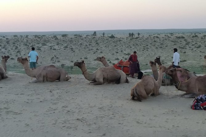 Camel Safari - Five details to know before you book